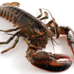 canadian-lobster-600×600