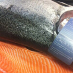 ora-king-salmon-fm3-1