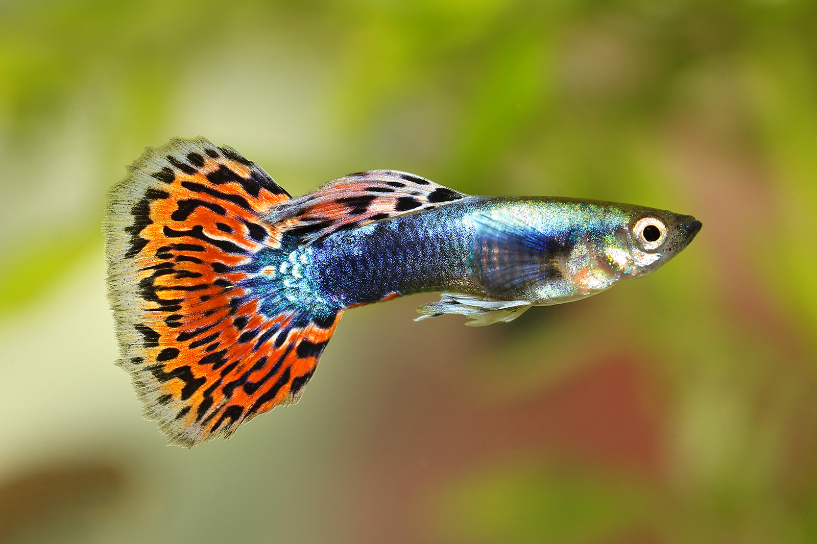 Guppy Poecilia reticulata colorful rainbow tropical aquarium fish