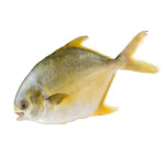 golden-pomfret